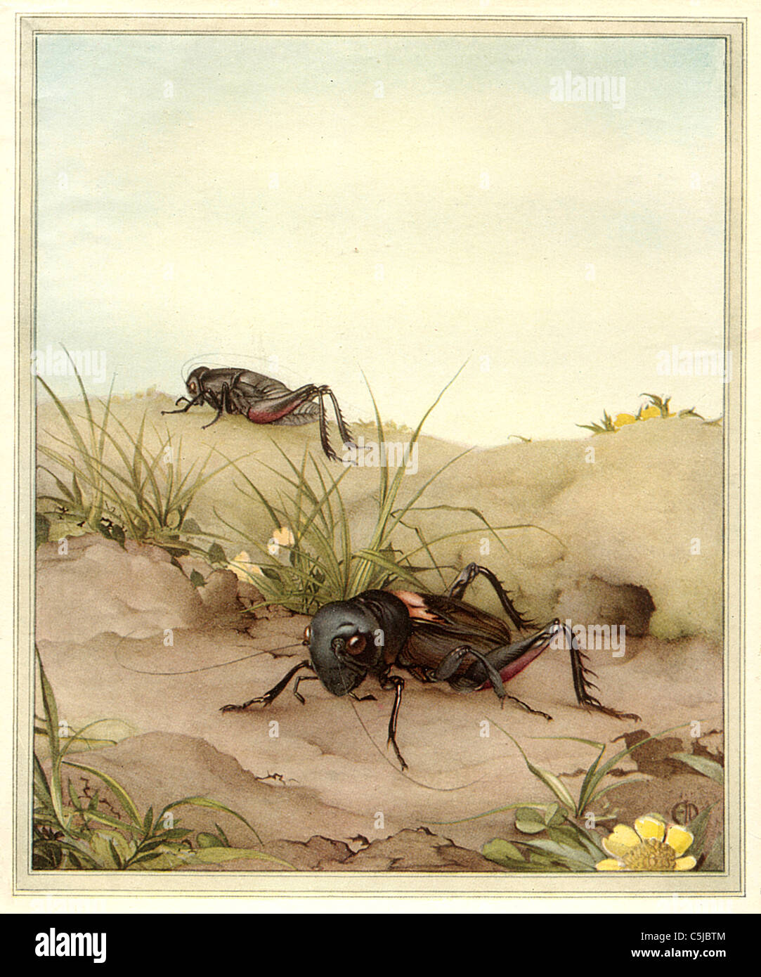 THE FIELD CRICKET  - Antiquarian Insect Illustration Stock Photo