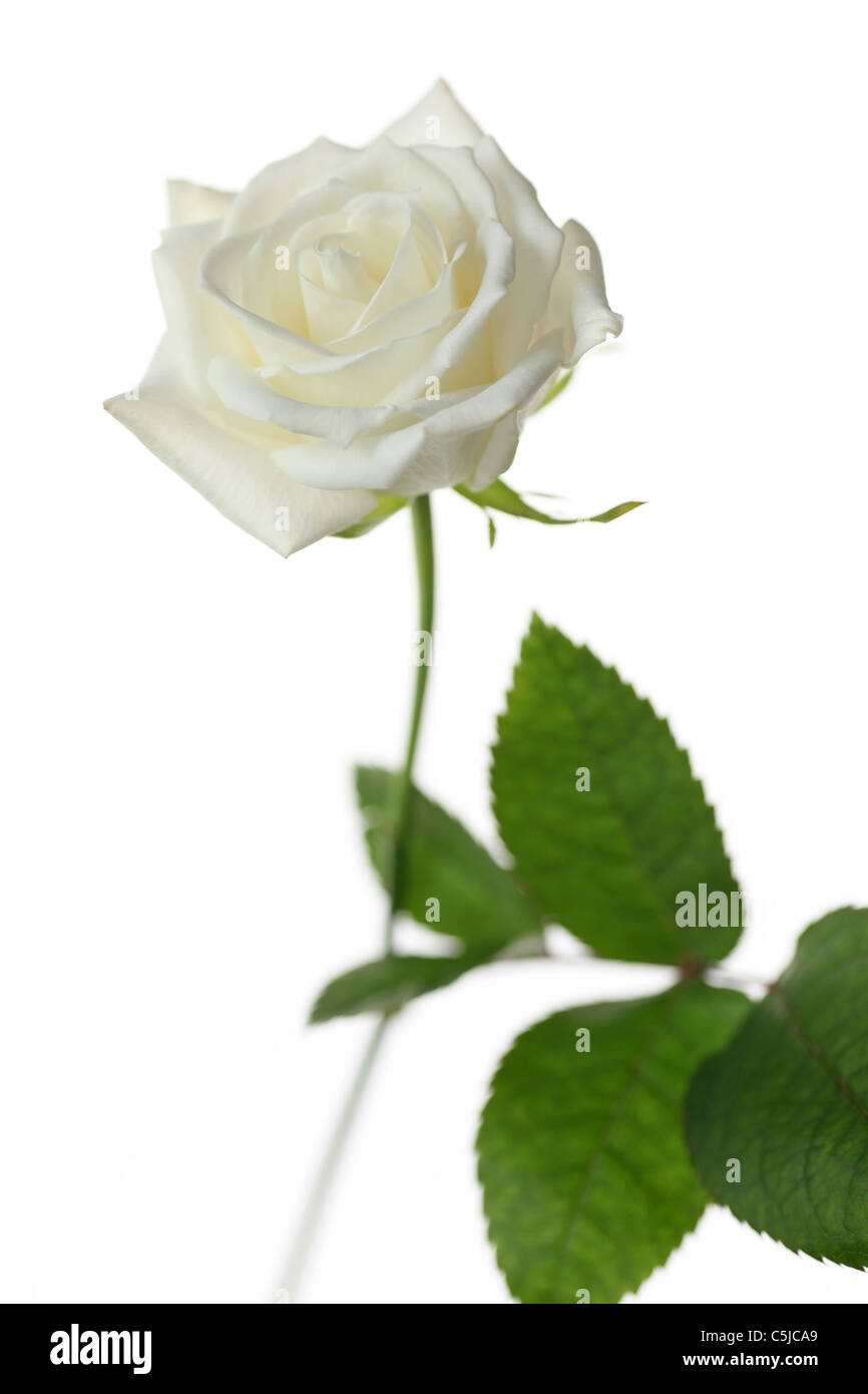 beautiful colorful flower Stock Photo - Alamy
