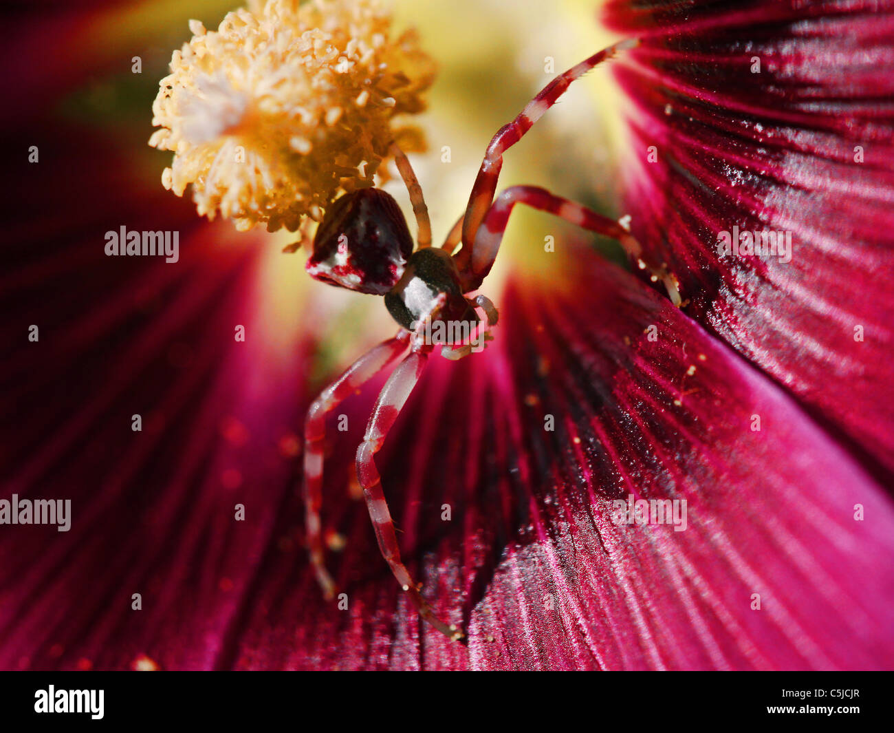Spider on flower Stock Photo