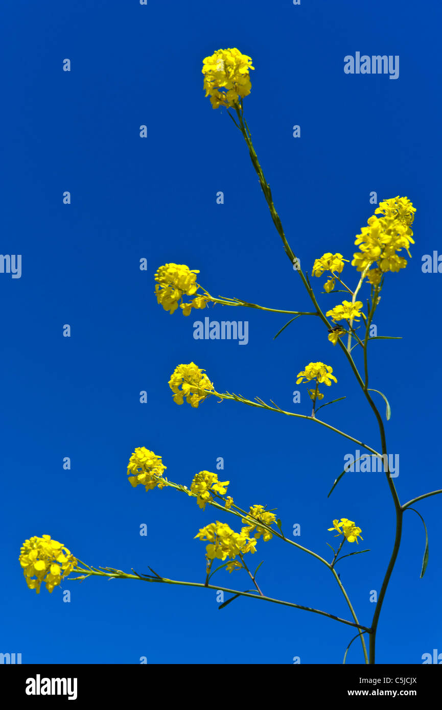 Flower, Sicily, Italy Stock Photo - Alamy