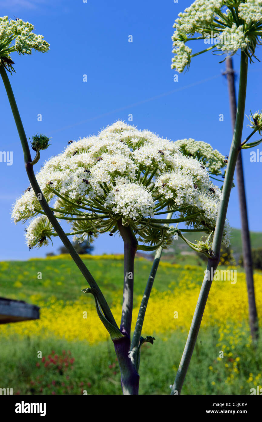 Sicily flower hi-res stock photography and images - Alamy