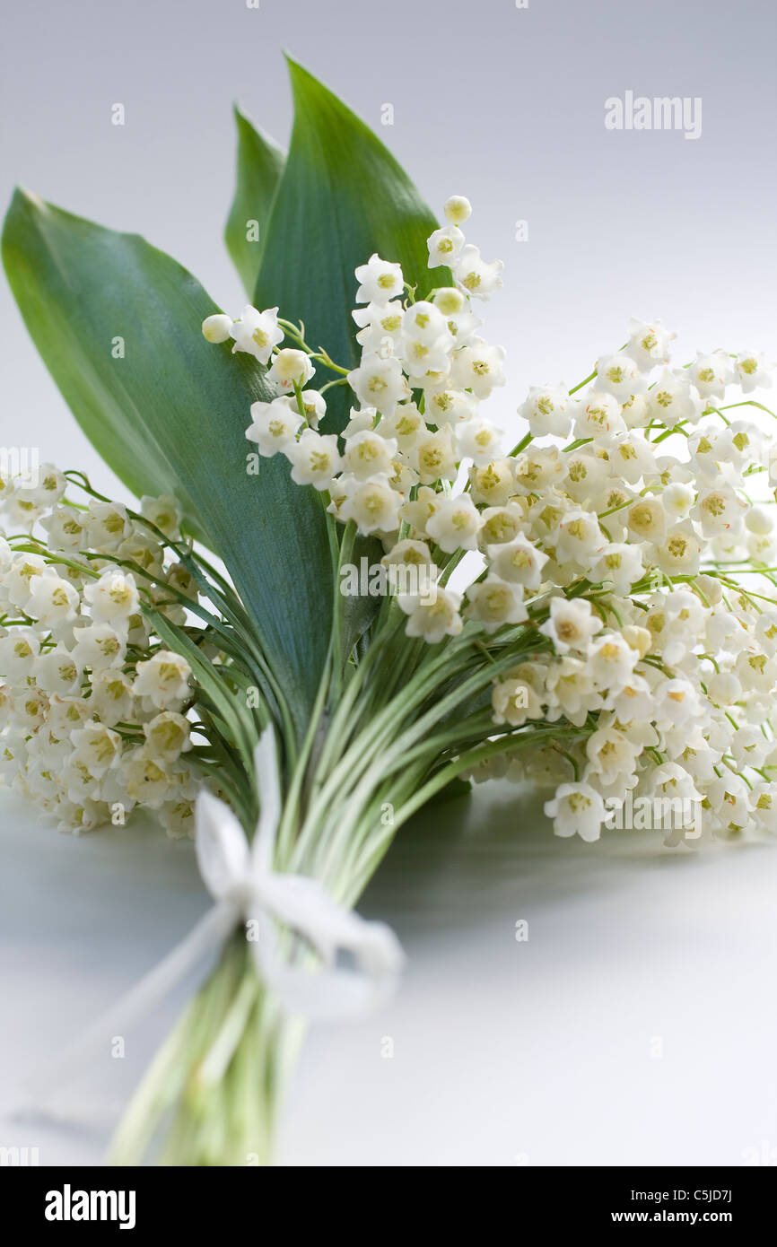 beautiful colorful flower Stock Photo - Alamy
