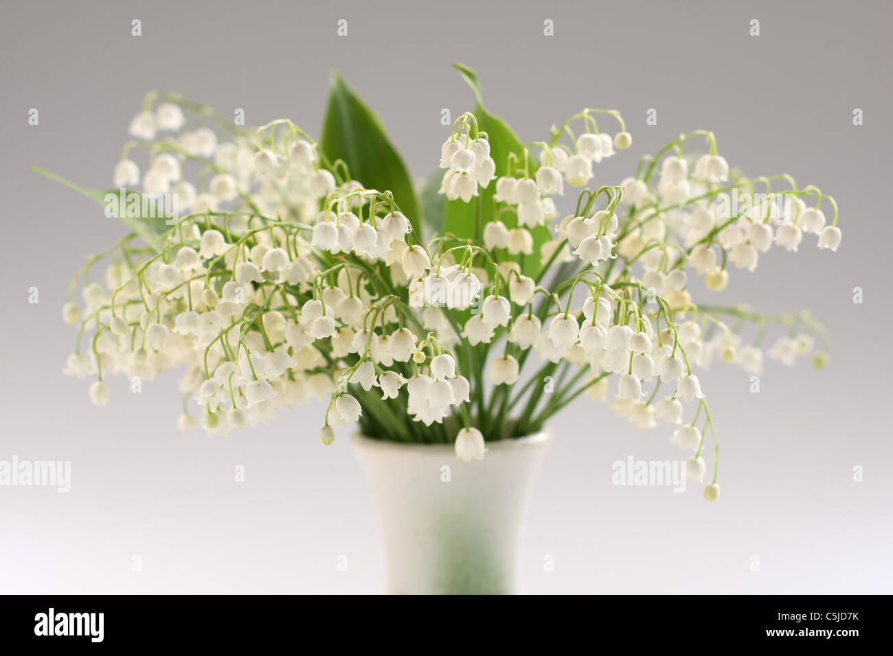 beautiful colorful flower Stock Photo - Alamy