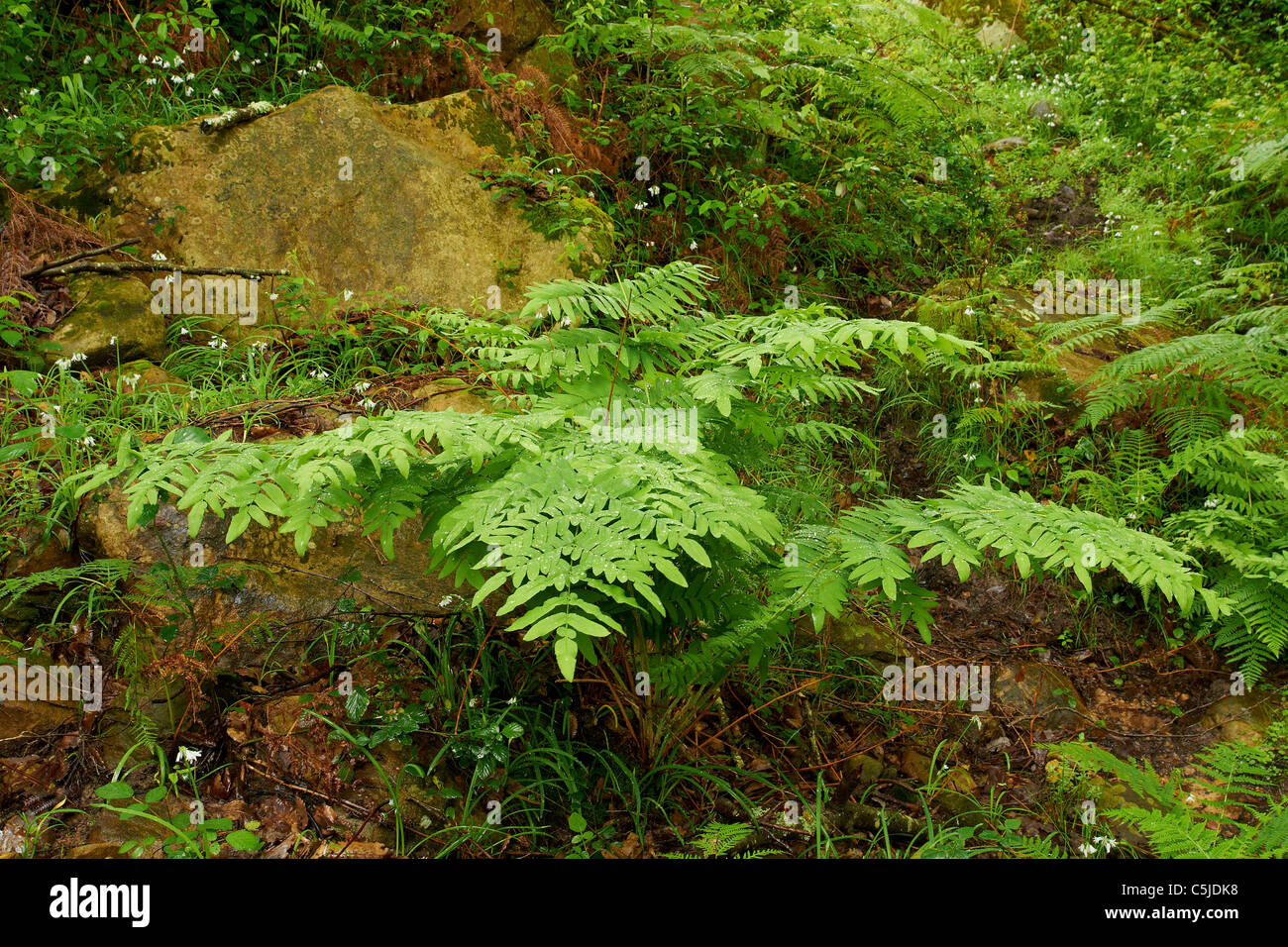 royal fern Osmunda regalis helecho real Los Alcornocales andalusia Stock Photo