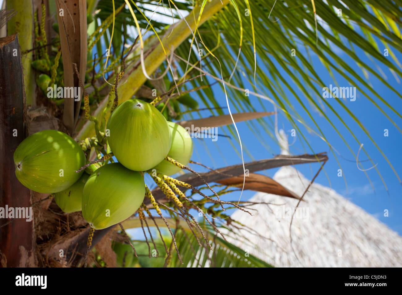 Land of coconuts hires stock photography and images Alamy
