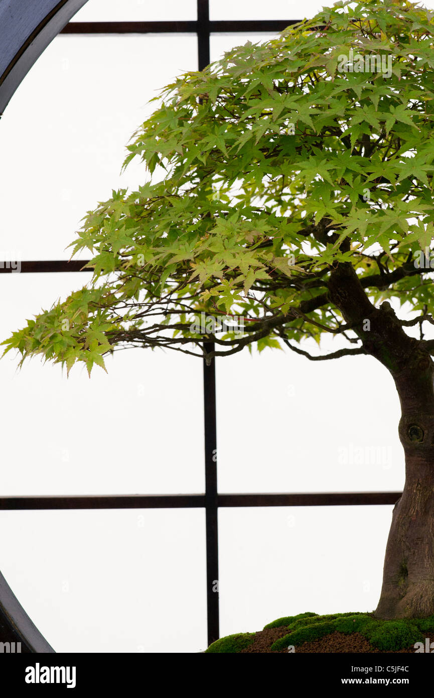 Acer Palmatum Katsura  . Bonsai Japanese maple tree Stock Photo