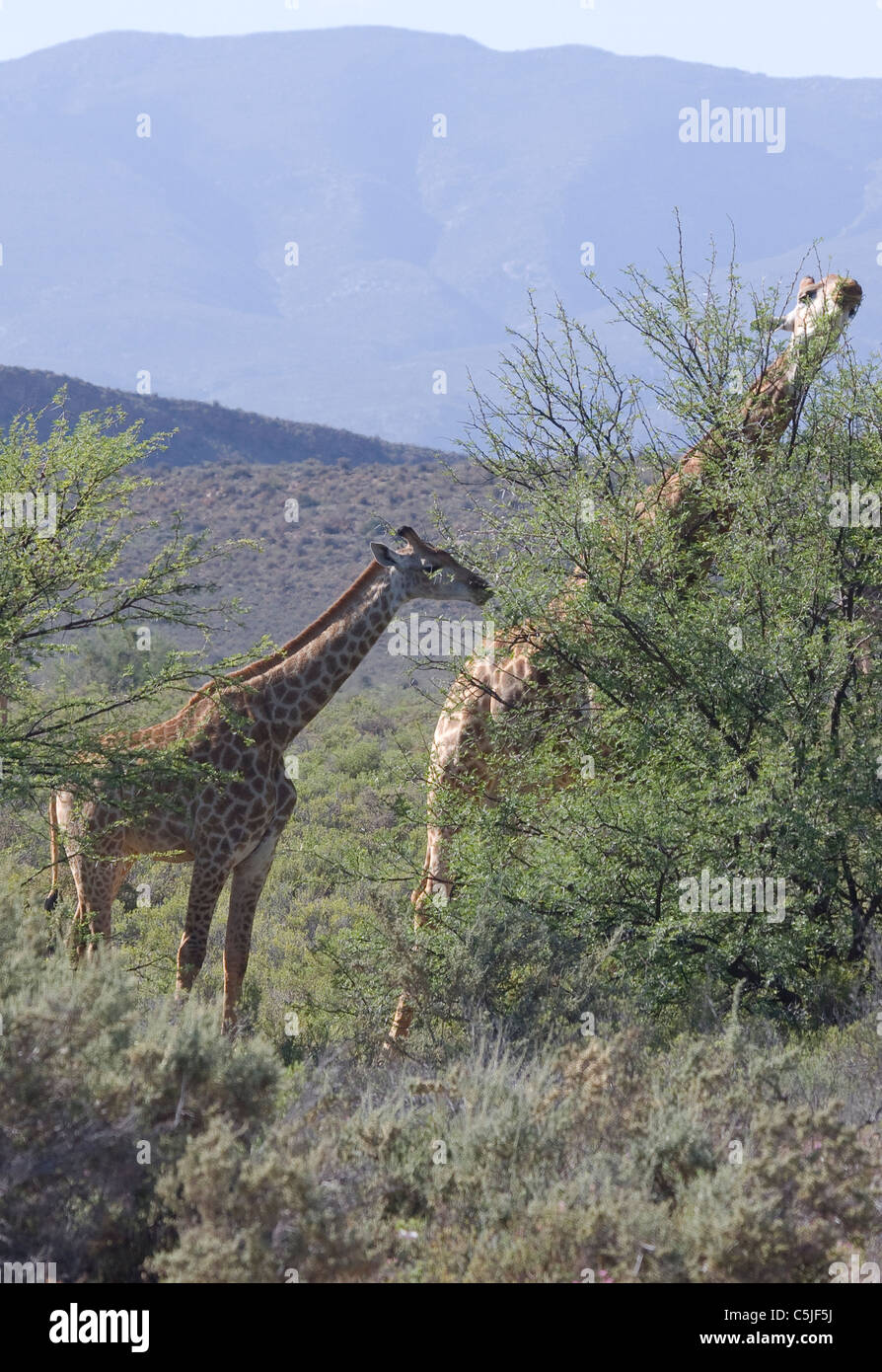 Giraffe mother with a calf, Sambona,South Africa Stock Photo