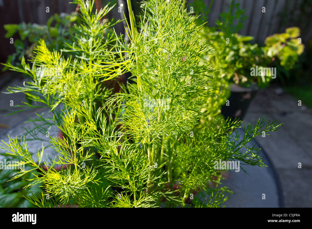 Home Grown Dill in planter with early morning sunshine. Stock Photo