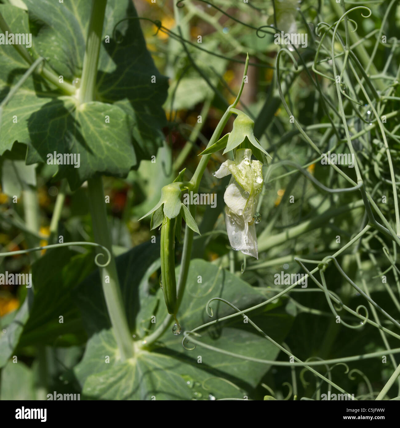 Pea pods Growing in rural english country garden. Stock Photo