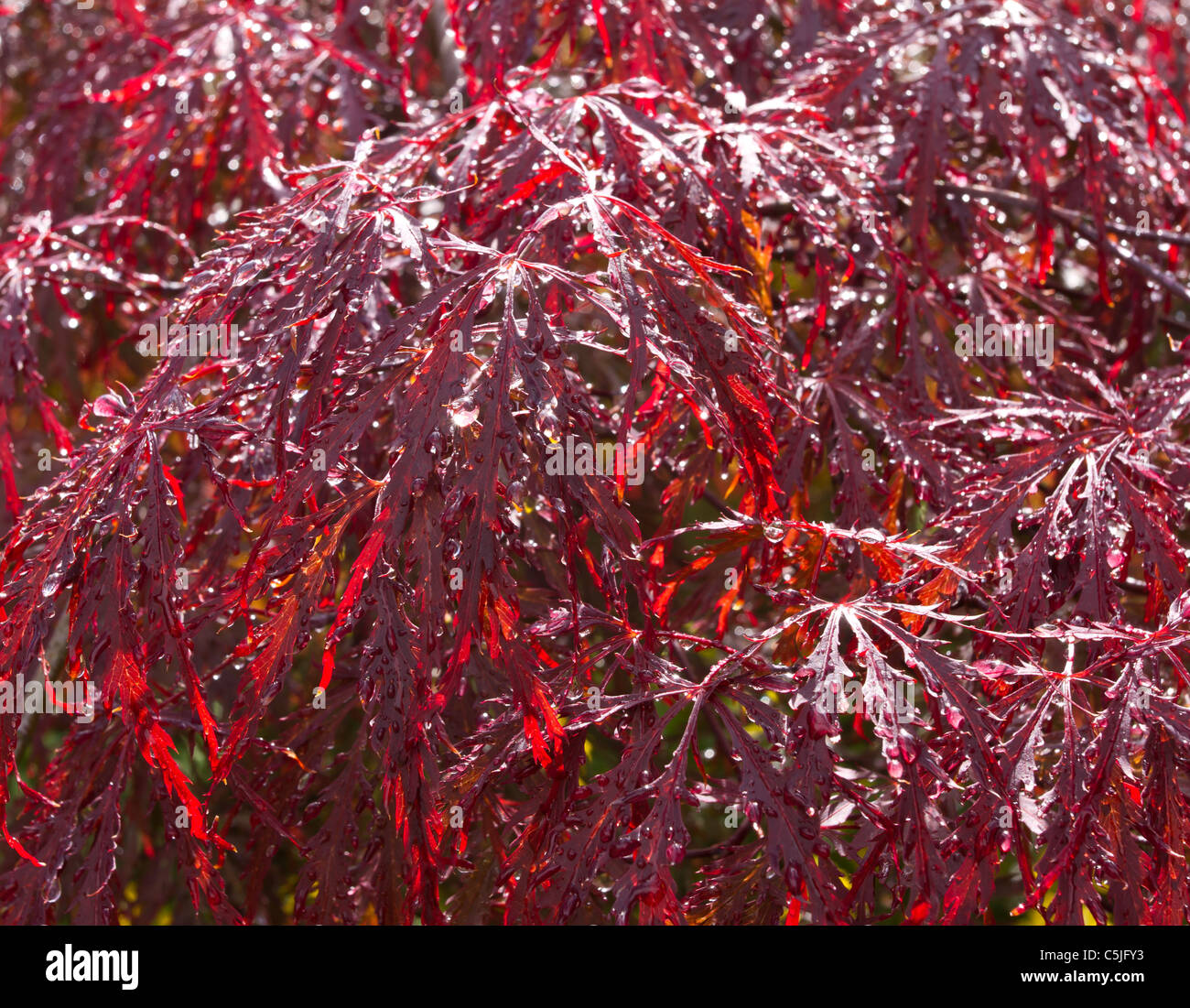 Vibrant Japanese maple background or texture image. Stock Photo