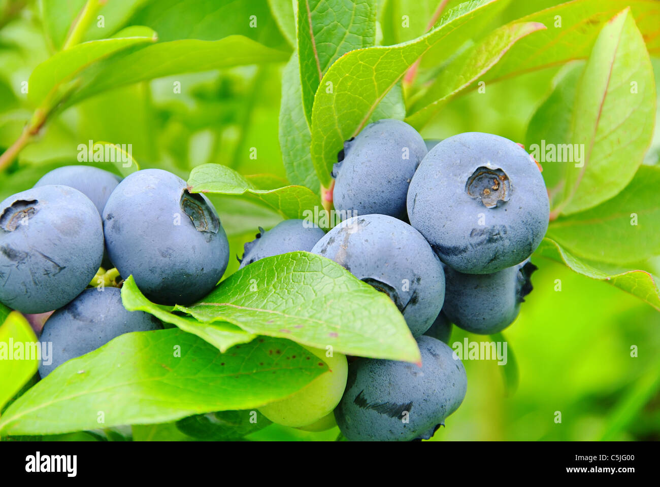Heidelbeere am Strauch 01- blueberry on shrub 04 Stock Photo