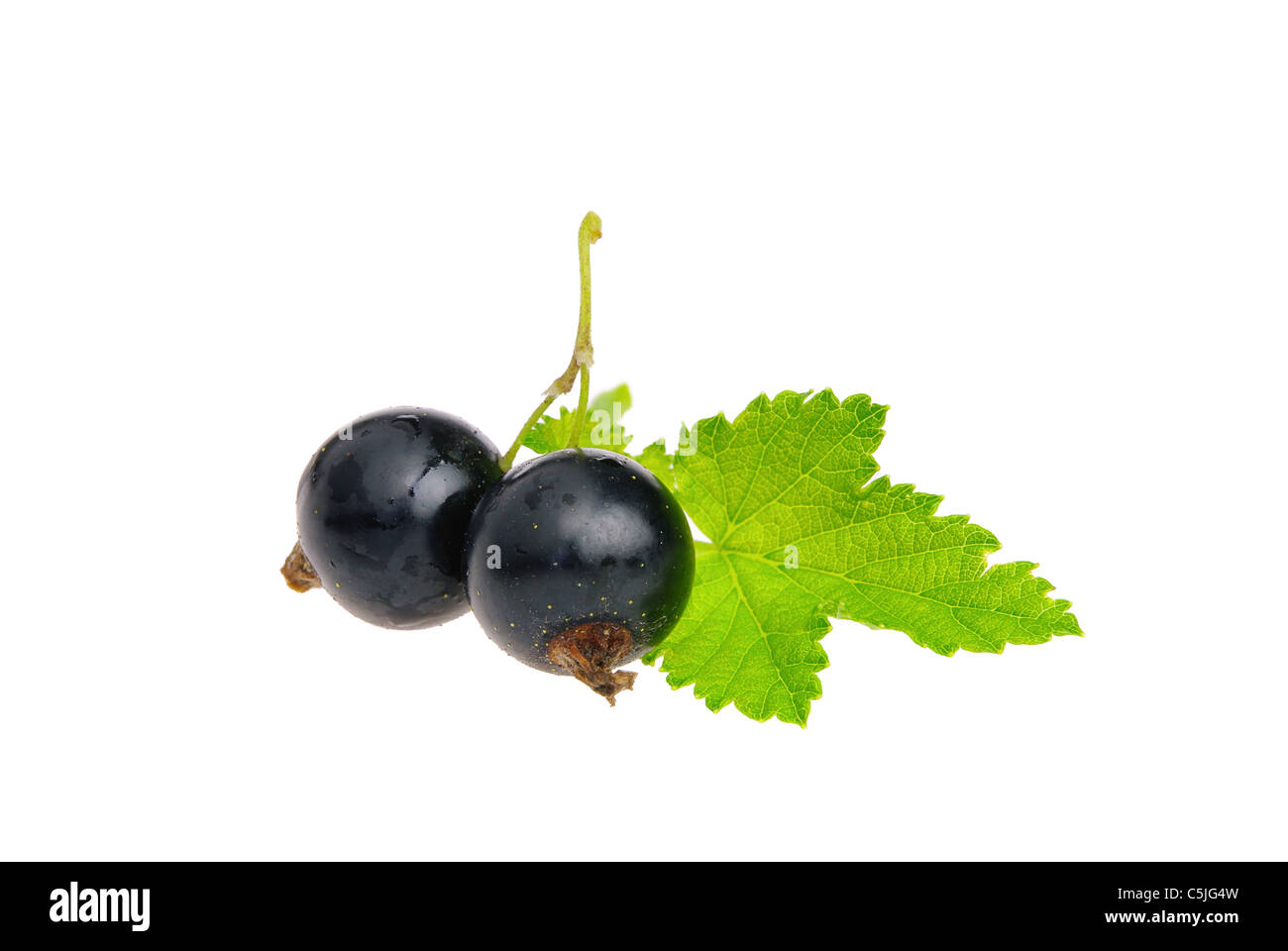 Johannisbeere schwarz freigestellt - black currant isolated 04 Stock Photo