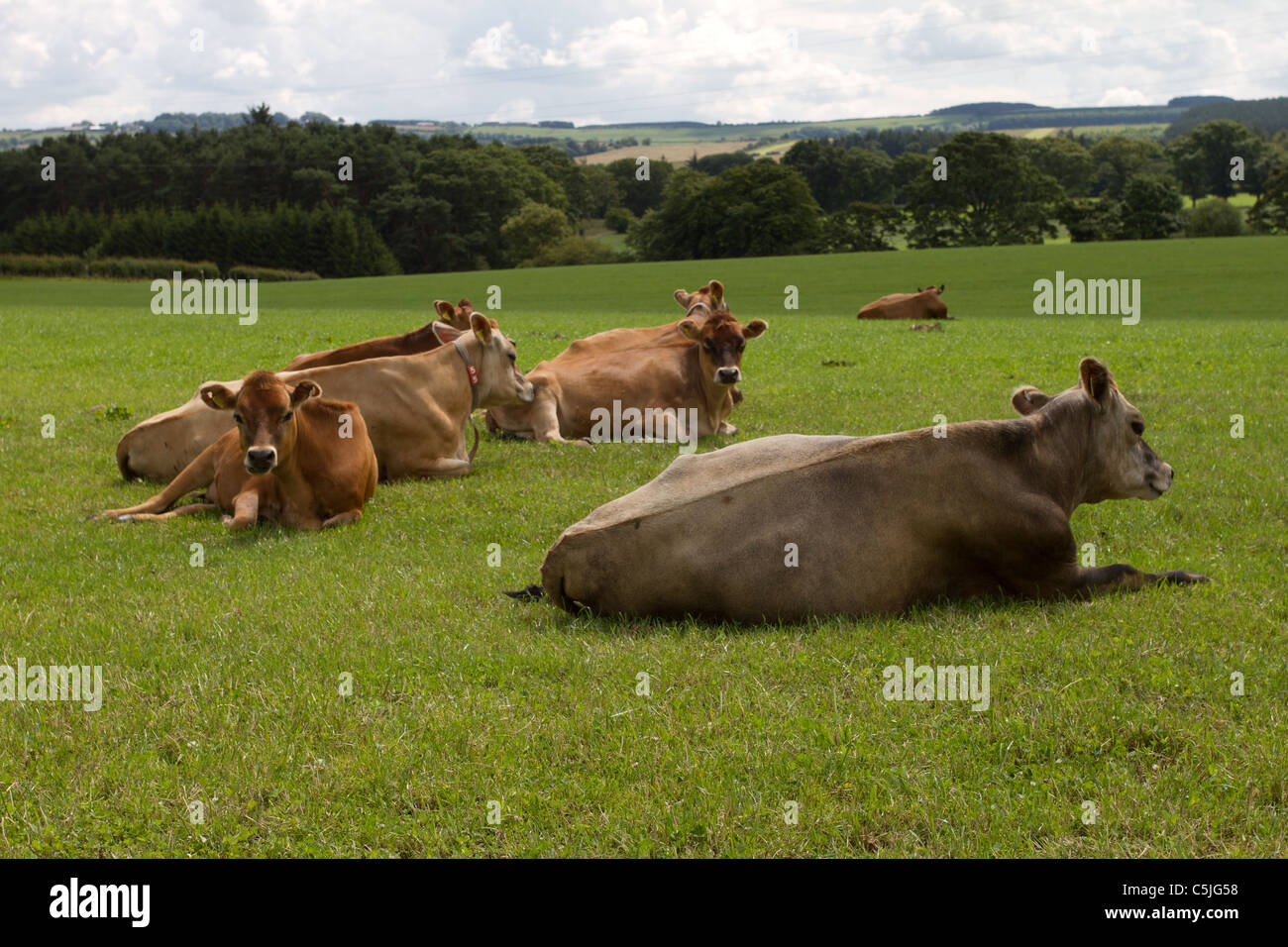 jersey calfs lying down in countryside meadow. Stock Photo