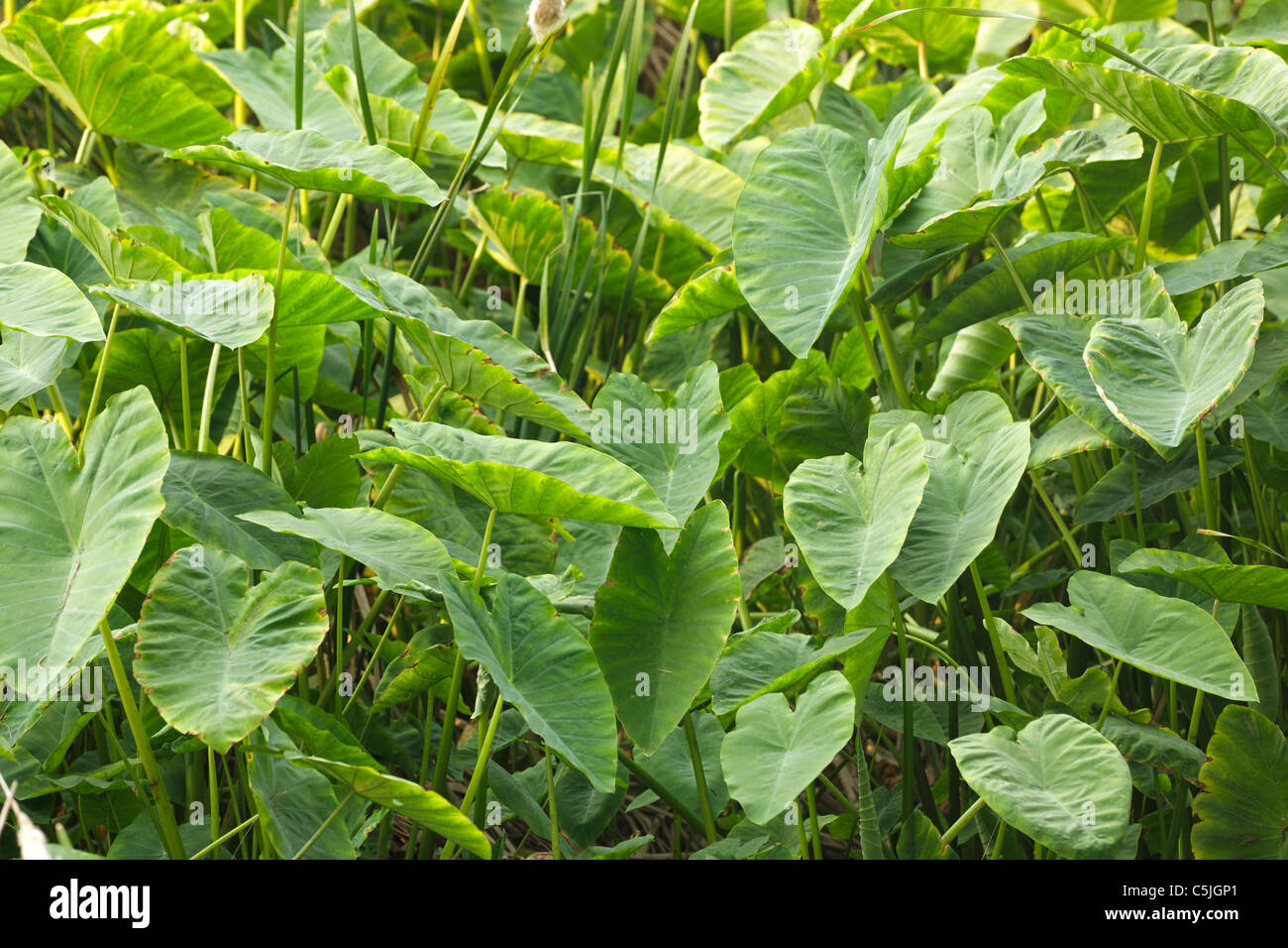 giant taro alocasia macrorrhiza plant in tropical swamp, thailand Stock