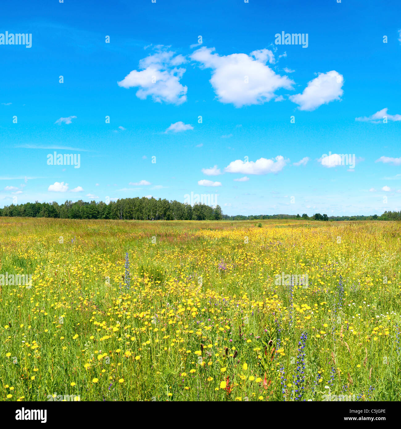 Summer meadow with blossoming wildflowers Stock Photo - Alamy
