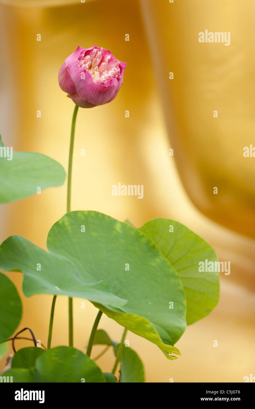 lotus plant and glower over golden background in thai buddhist temple, thailand Stock Photo