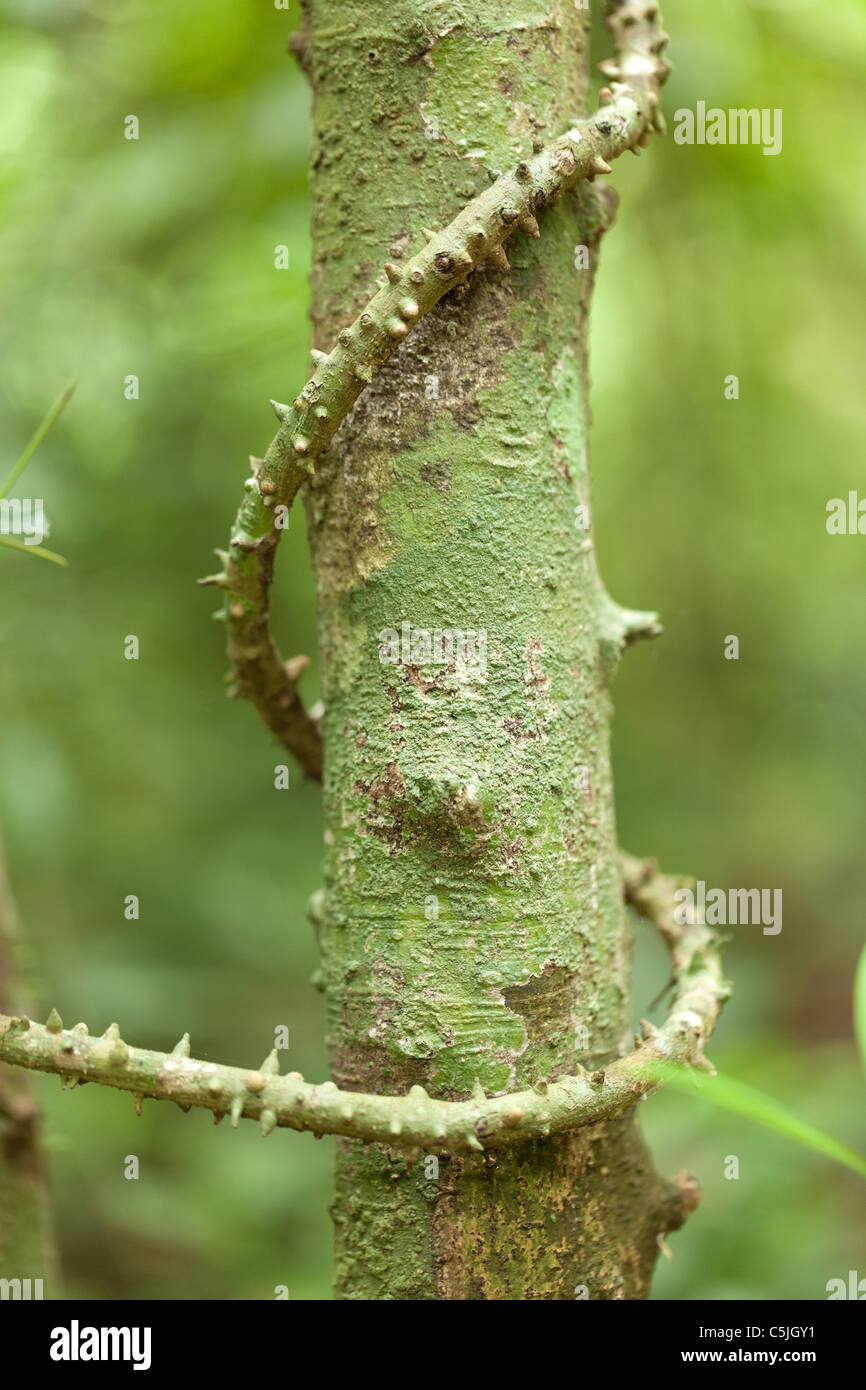 thorny creeper plant climbing around tree trunk in tropical rainforest