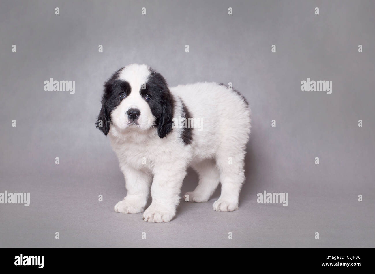 Little Landseer (newfoundland type) puppy portrait at grey background Stock Photo