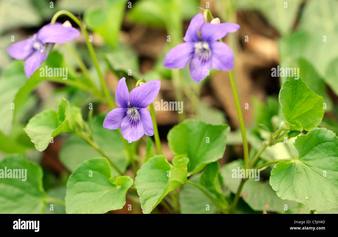 Flowers and leaves of Common Dog Violet (Viola riviniana). Bedgebury