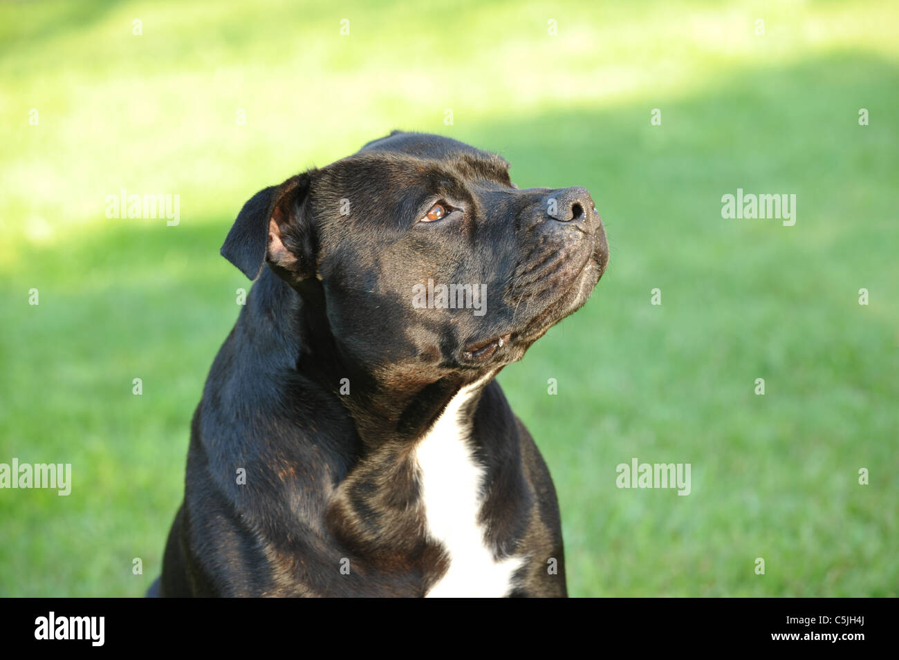 American Staffordshire Terrier portrait Stock Photo