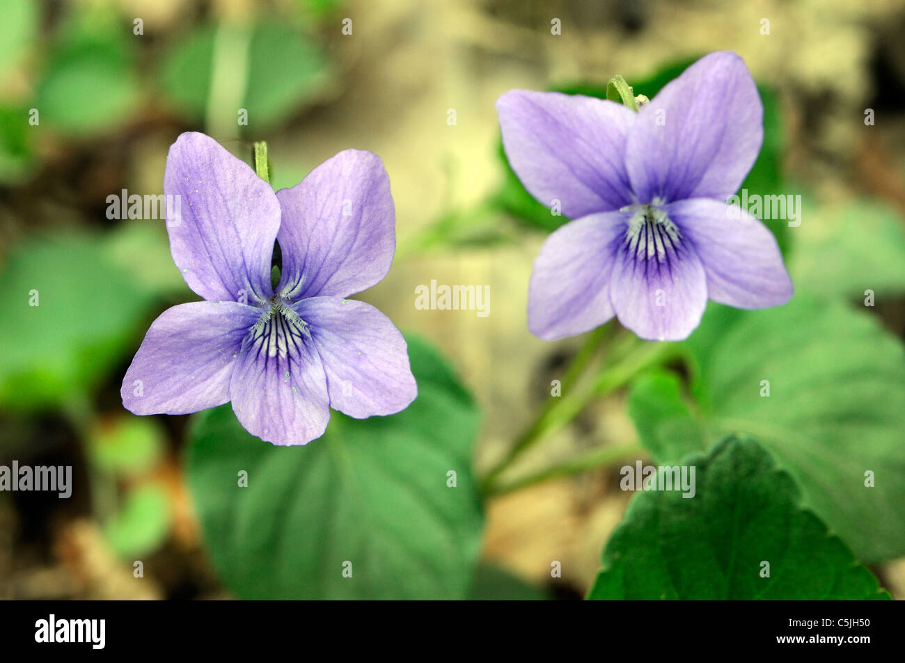 Flowers of Common Dog Violet (Viola riviniana). Bedgebury Forest, Kent