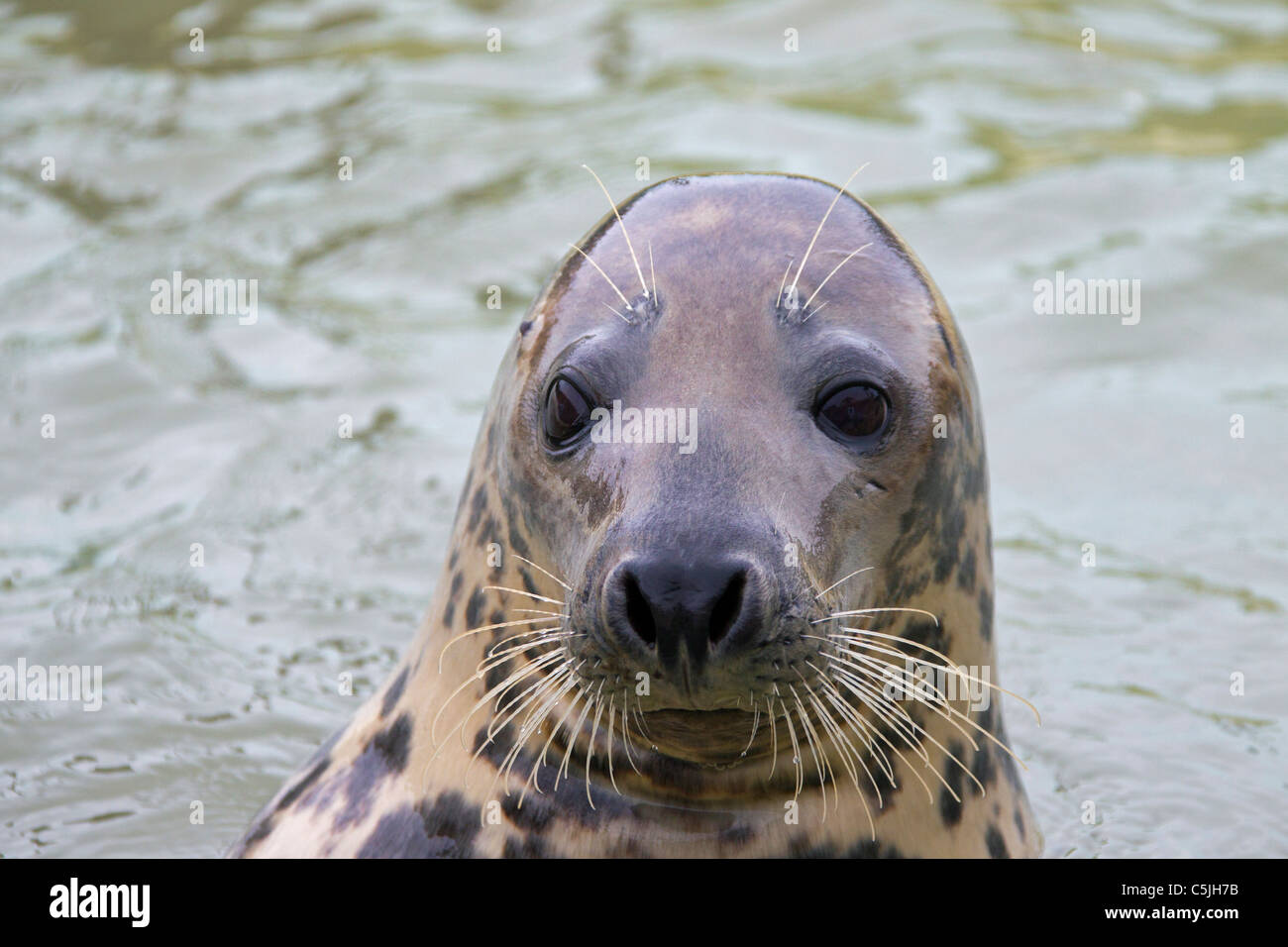 Grey seal / Gray seal (Halichoerus grypus) swimming, Waddensea, Germany Stock Photo