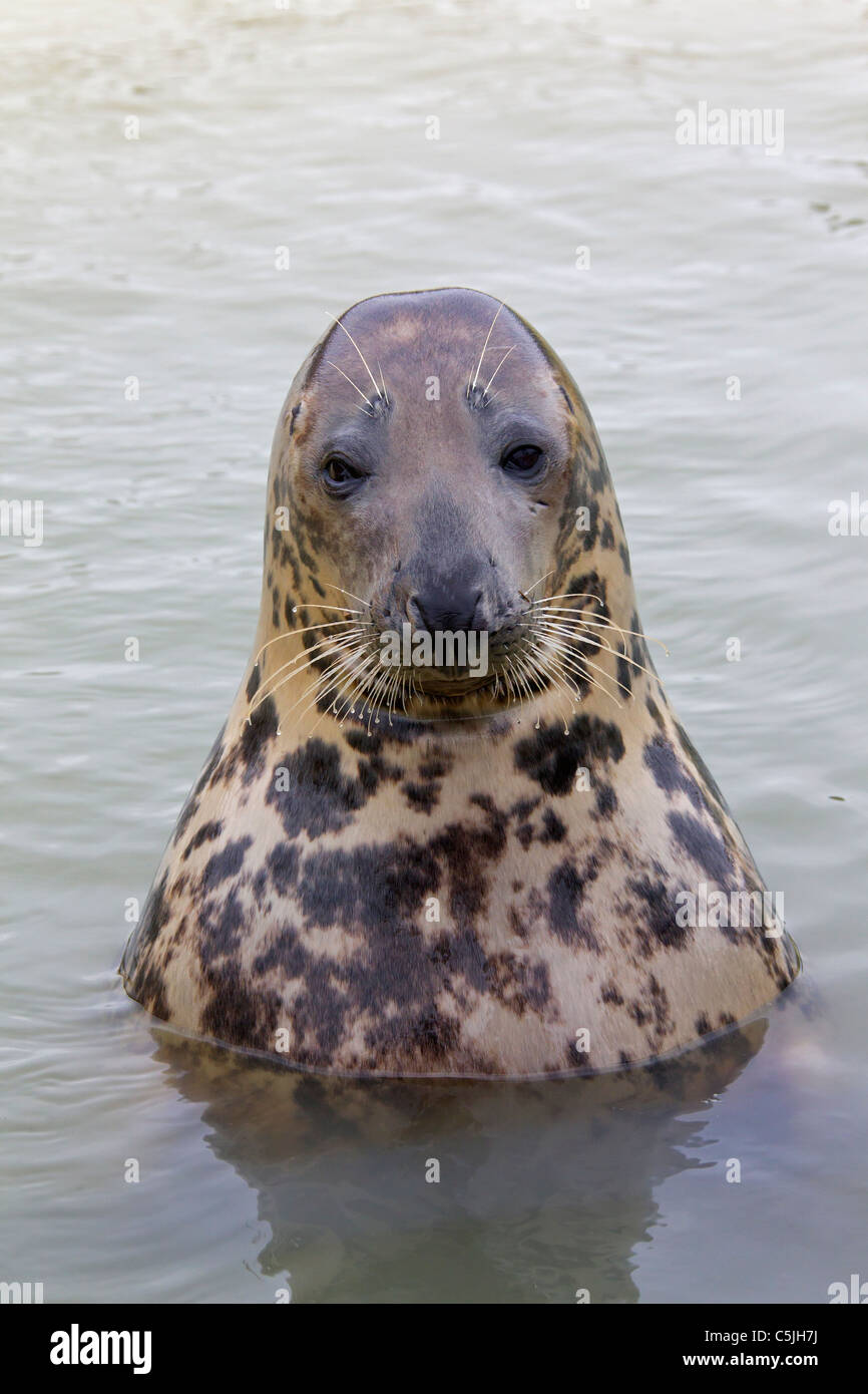 Grey seal / Gray seal (Halichoerus grypus) swimming, Waddensea, Germany Stock Photo