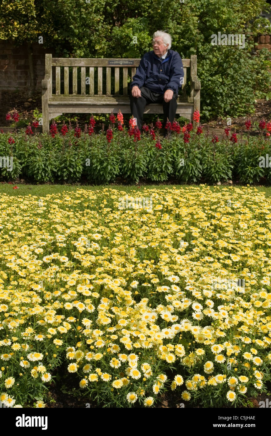 An elderly man sitting on a public bench beside yellow bedding flowers and plants in Amersham Memorial Gardens Bucks UK Stock Photo