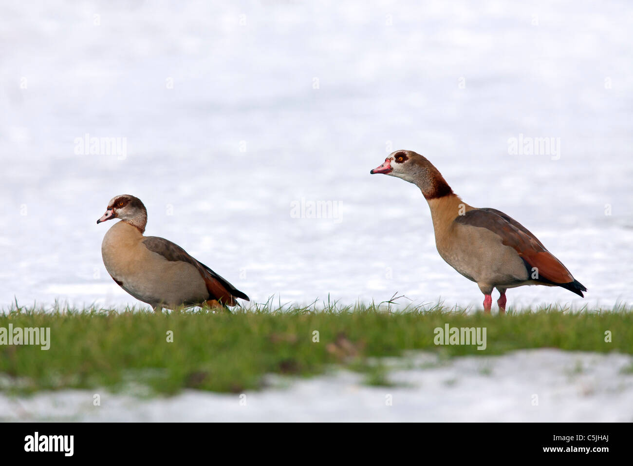 Two Egyptian geese (Alopochen aegyptiacus) in the snow in winter, Germany Stock Photo