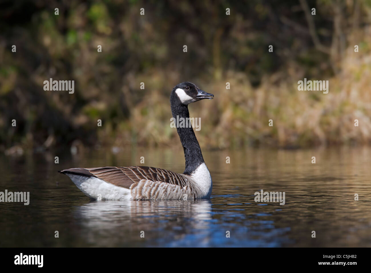 canada goose in sweden canada goose in sweden