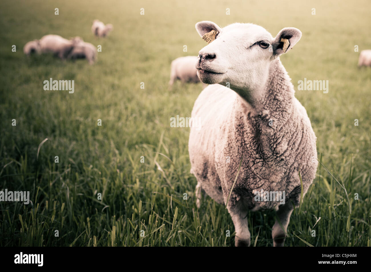 Flock of sheep grazing in sweden Stock Photo - Alamy