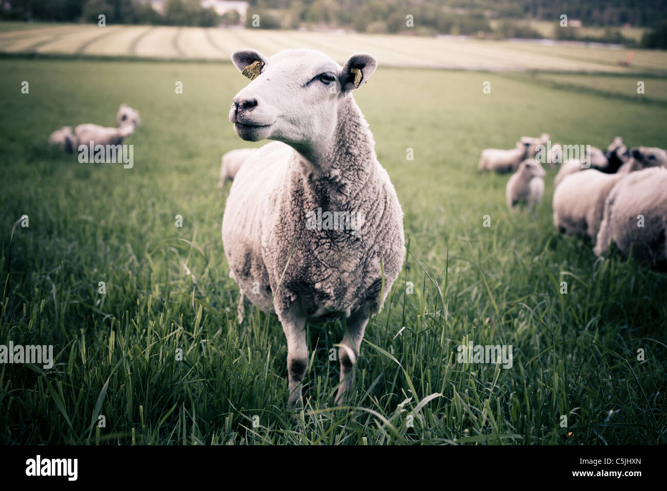 Flock of sheep grazing in sweden Stock Photo - Alamy