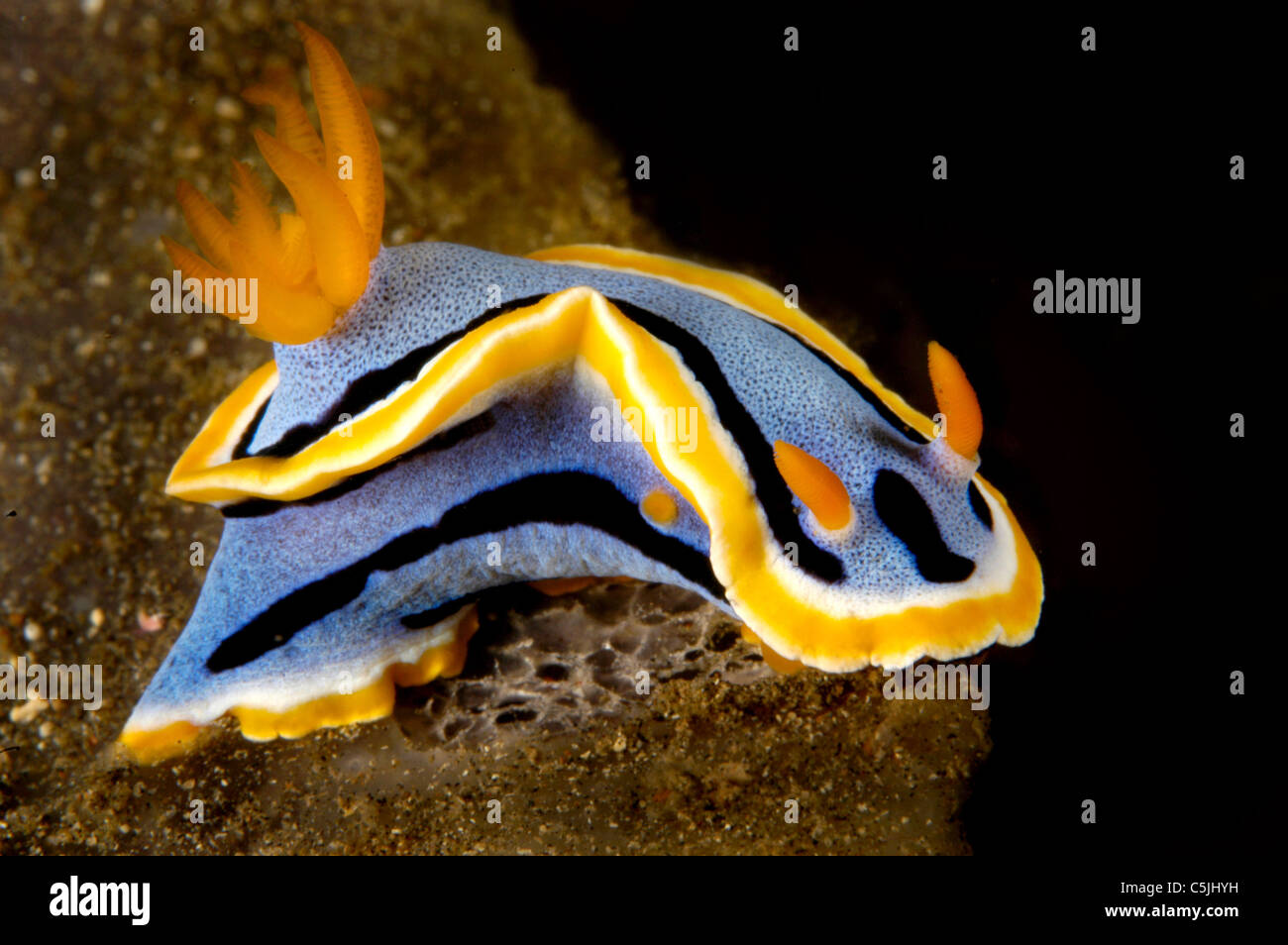 A marine snail known as a nudibranch crawls across a reef. Stock Photo