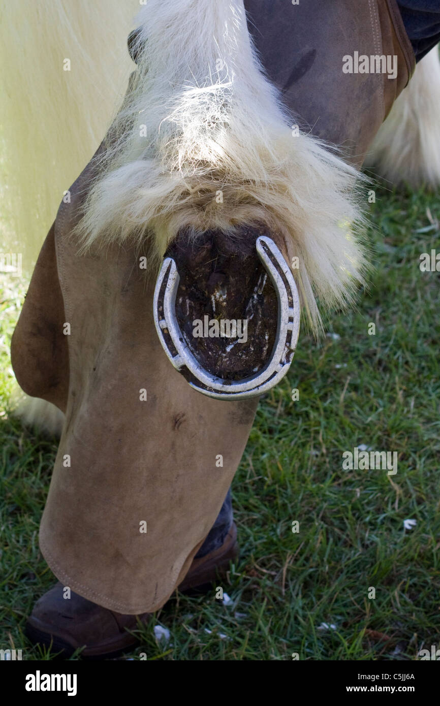 A Qualified working Farrier hot shoeing a horse Stock Photo Alamy