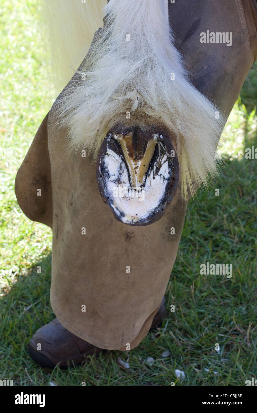 Hoof trimming hires stock photography and images Alamy