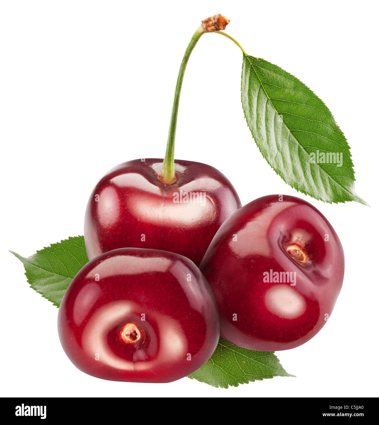 Вишня. Черри вишня. Черешня на белом фоне. Вишня. Вишня на белом фоне.