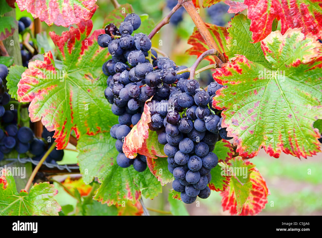 Weintraube rot - grape red 25 Stock Photo