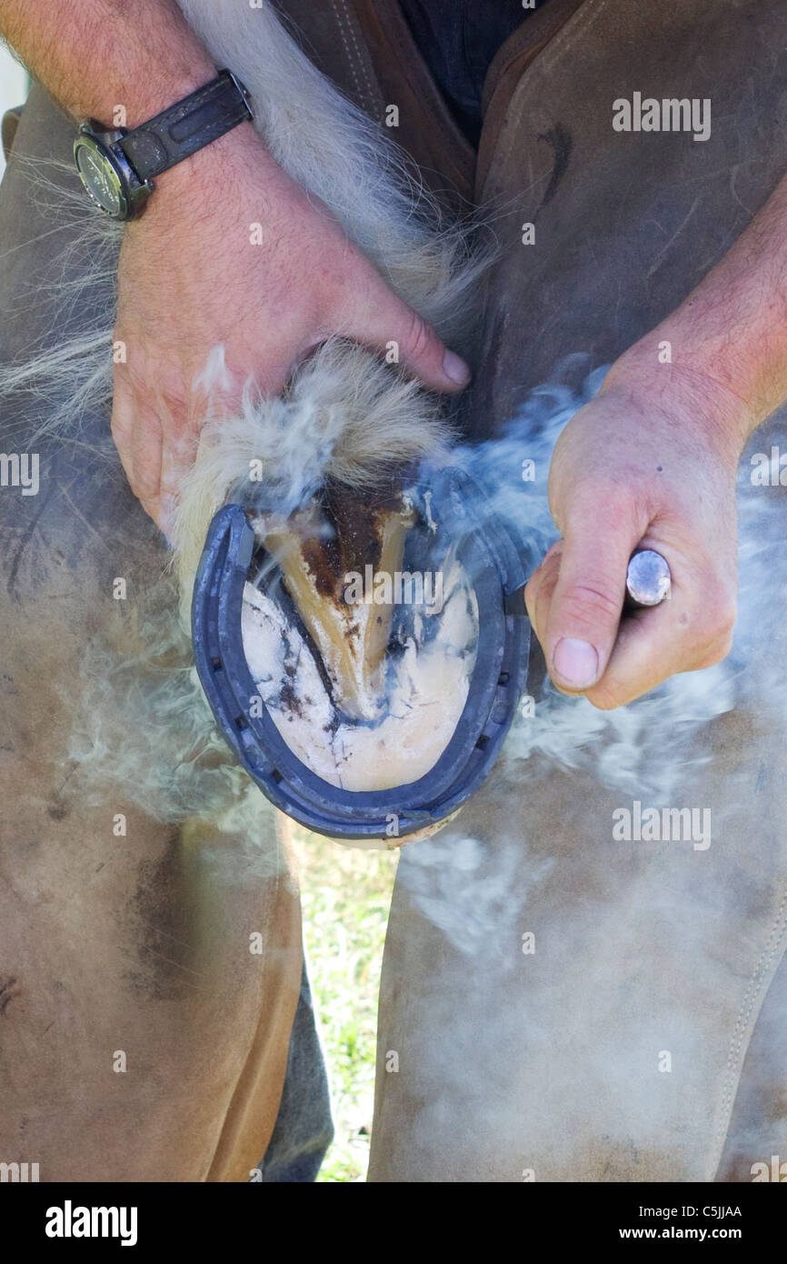A Qualified working Farrier hot shoeing a horse Stock Photo Alamy