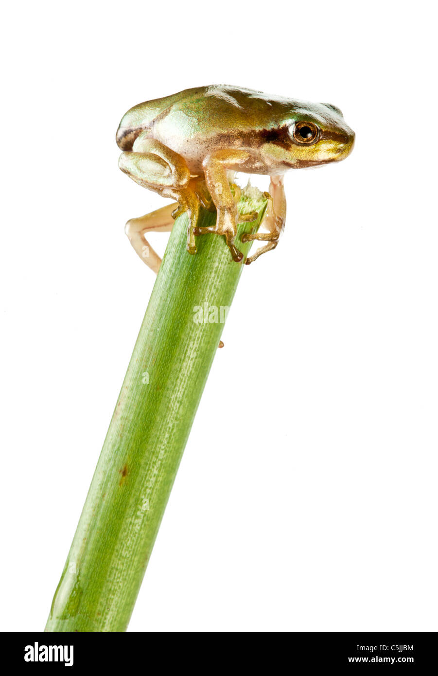 Little frog over rush isolated on a white background. Stock Photo
