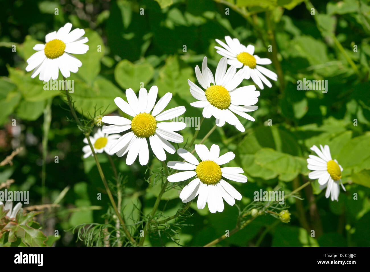 Tripleurospermum inodorum Stock Photo Alamy