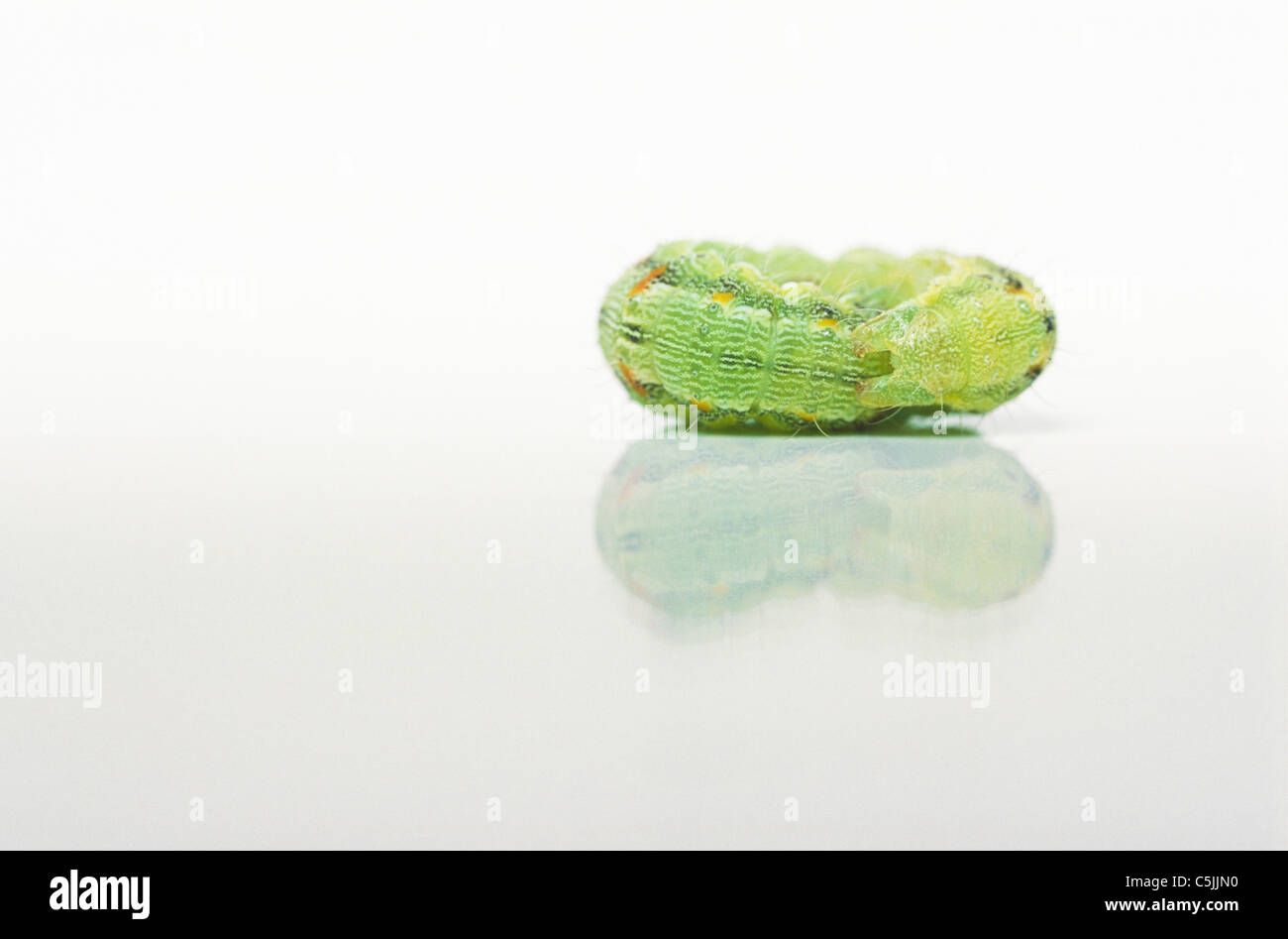 Sleeping caterpillar; Cabbage Moth larva (Mamestra brassicae Stock Photo Alamy