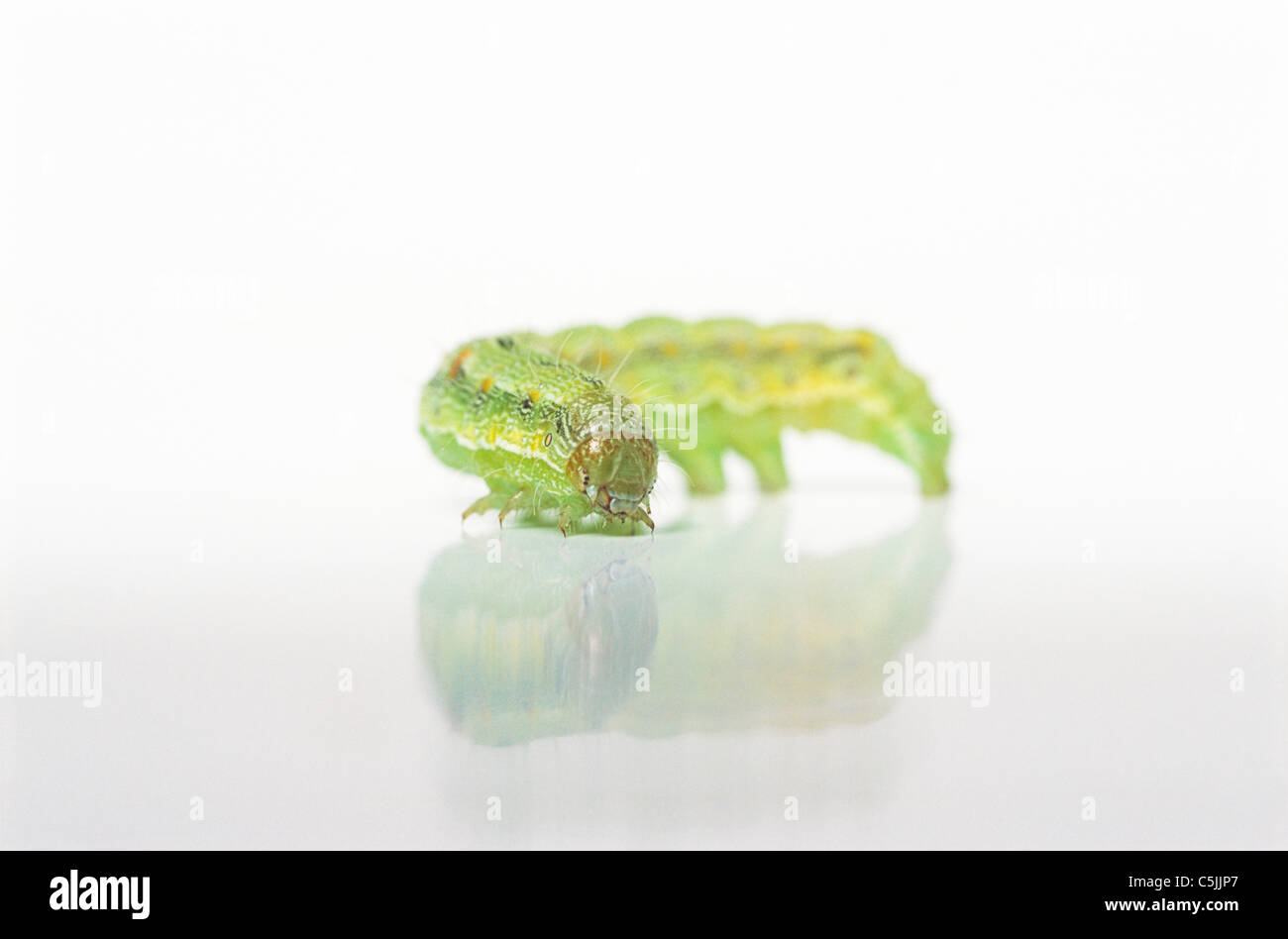 Green caterpillar on white; Cabbage Moth larva (Mamestra brassicae Stock Photo Alamy