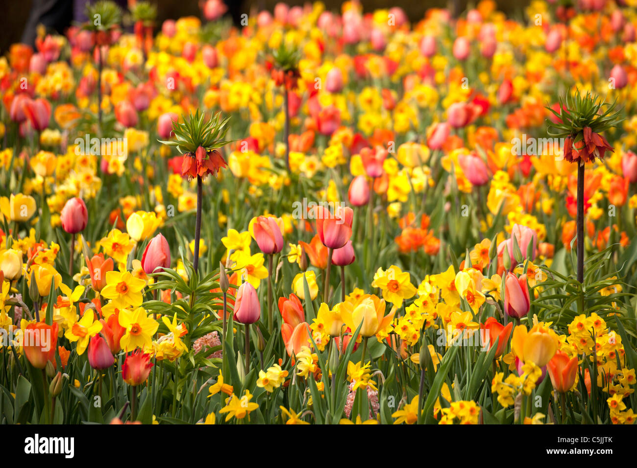 field with colourful spring flowers, Keukenhof, Netherlands, Europe Stock Photo