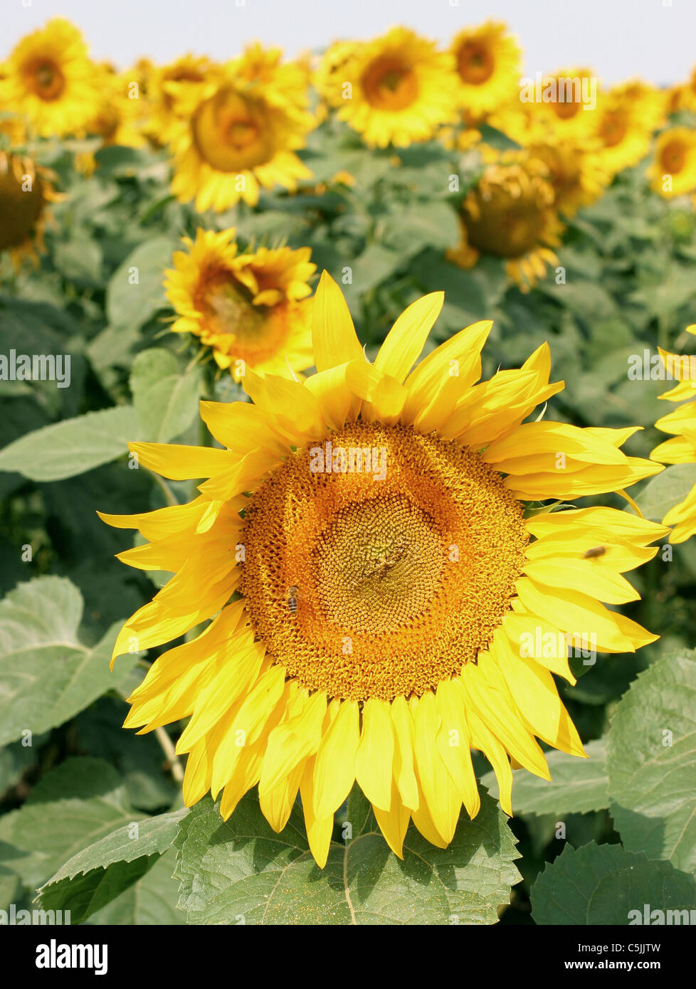 Close up shot of sunflower in the field Stock Photo - Alamy