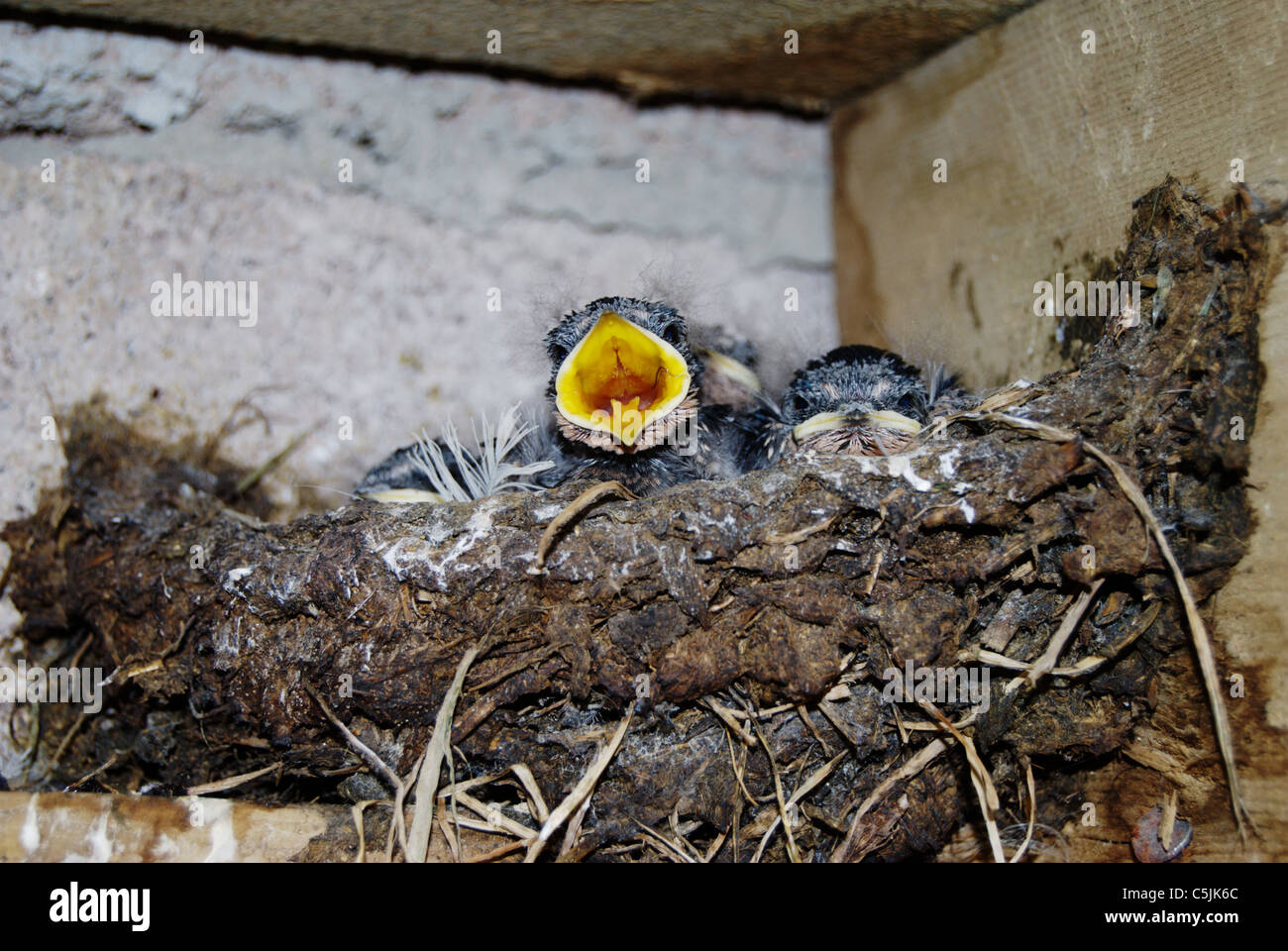 swallow chicks in nest beak open waiting for food Stock Photo