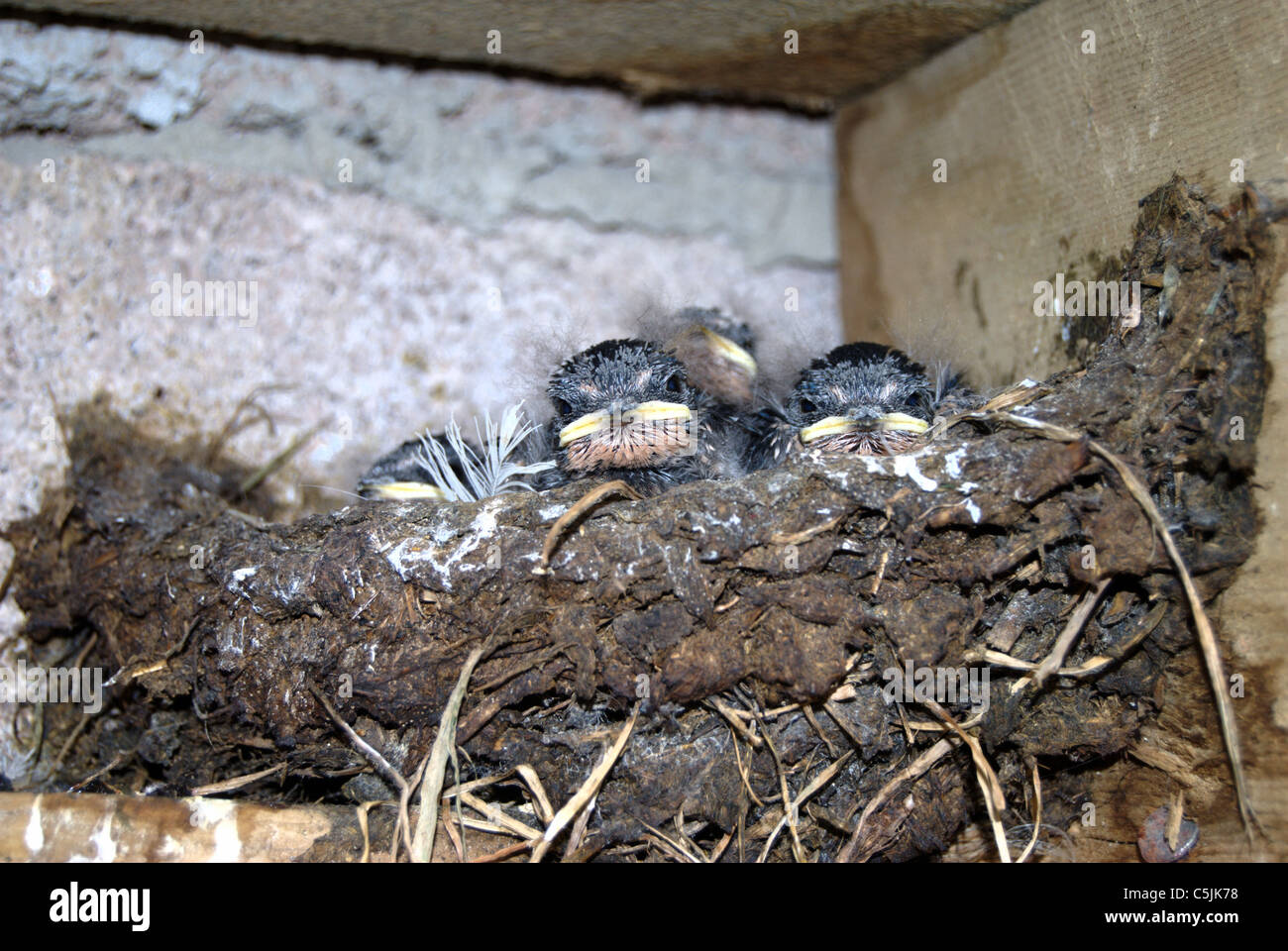 swallow chicks in nest Stock Photo