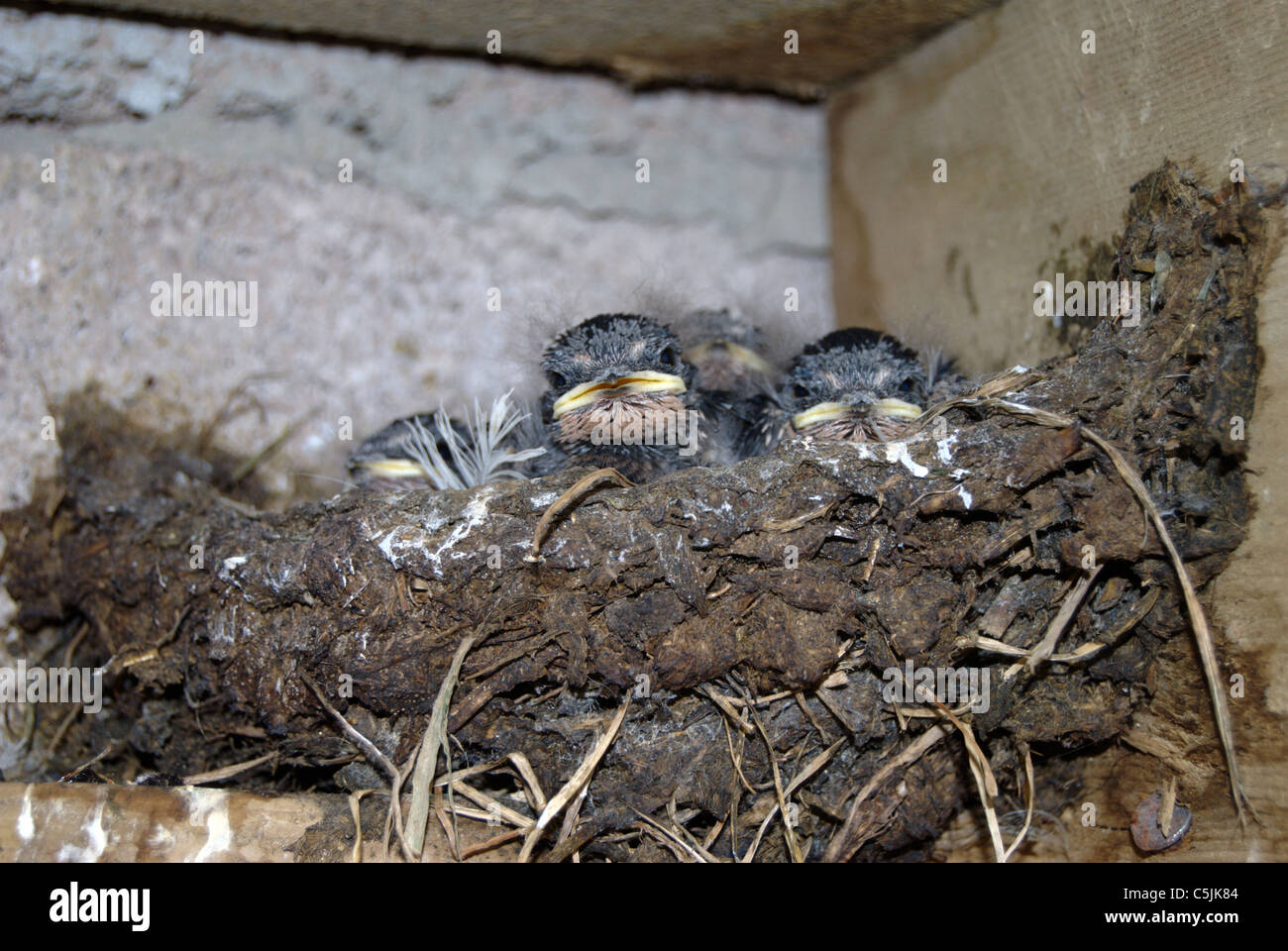 swallow chicks in nest Stock Photo