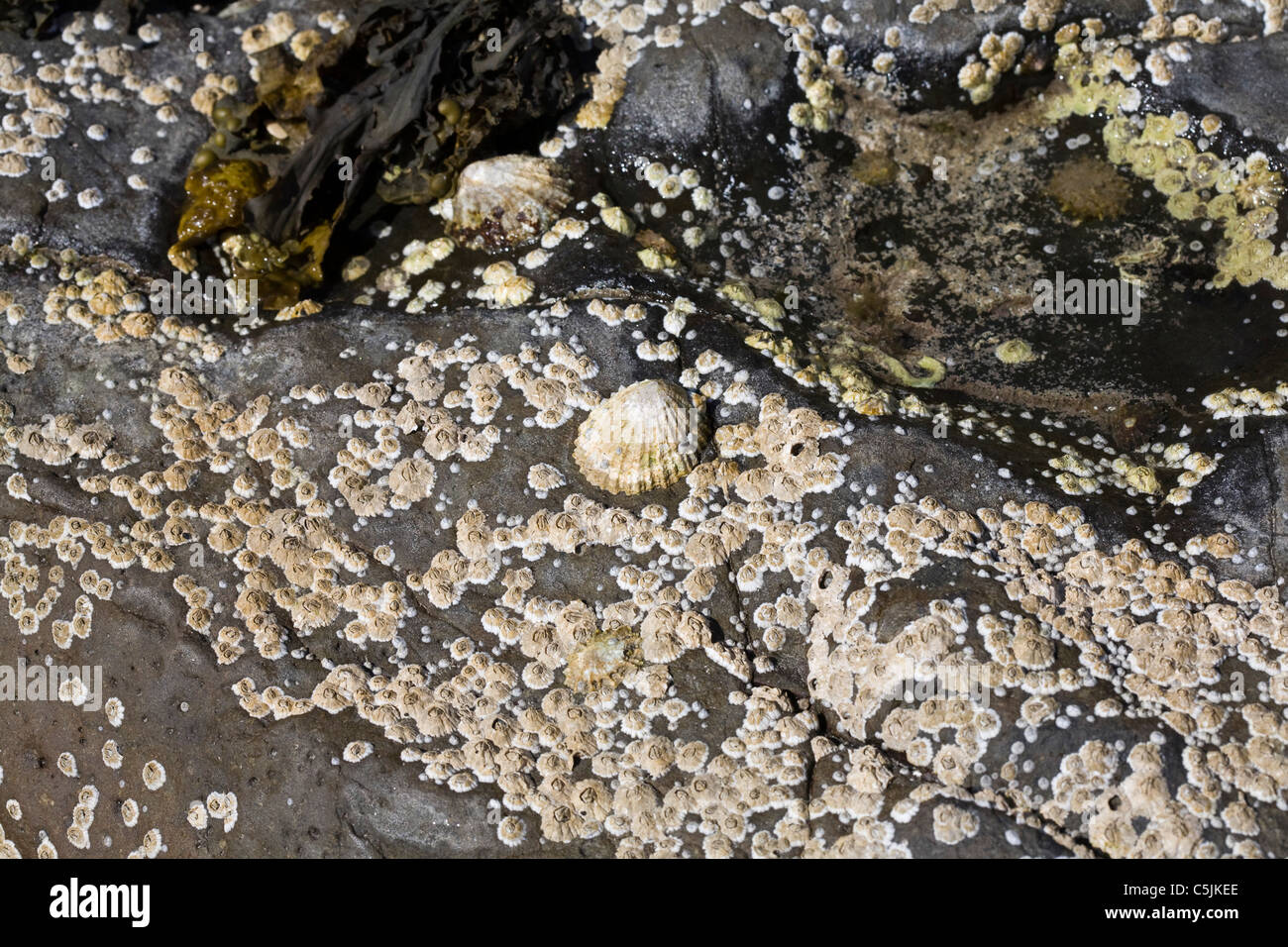 Common Limpets and Acorn Barnacles Rubha Ardnish Beach Breakish Broadford Isle of Skye Scotland Stock Photo