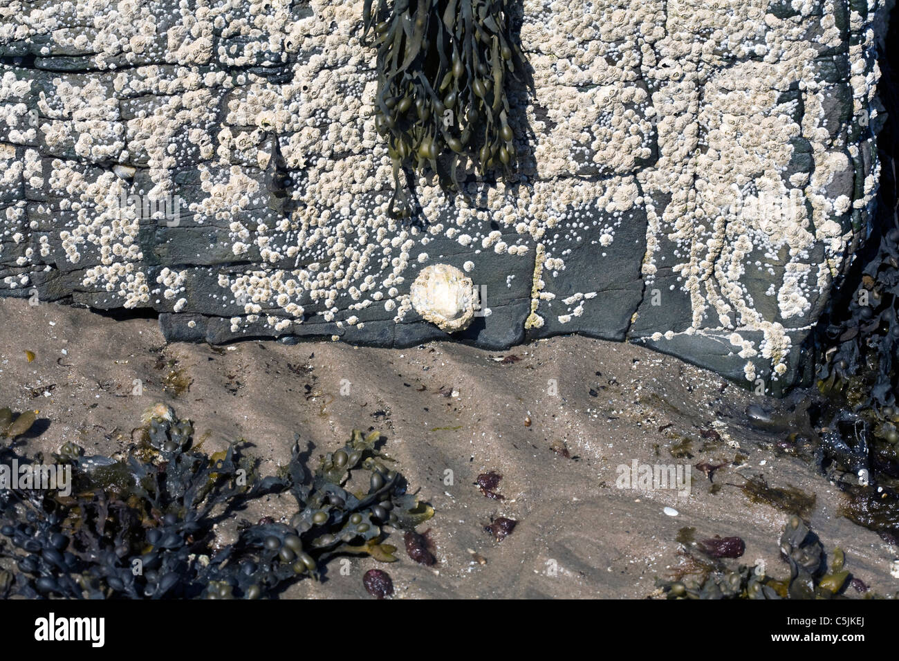Common Limpets and Acorn Barnacles Rubha Ardnish Beach Breakish Broadford Isle of Skye Scotland Stock Photo