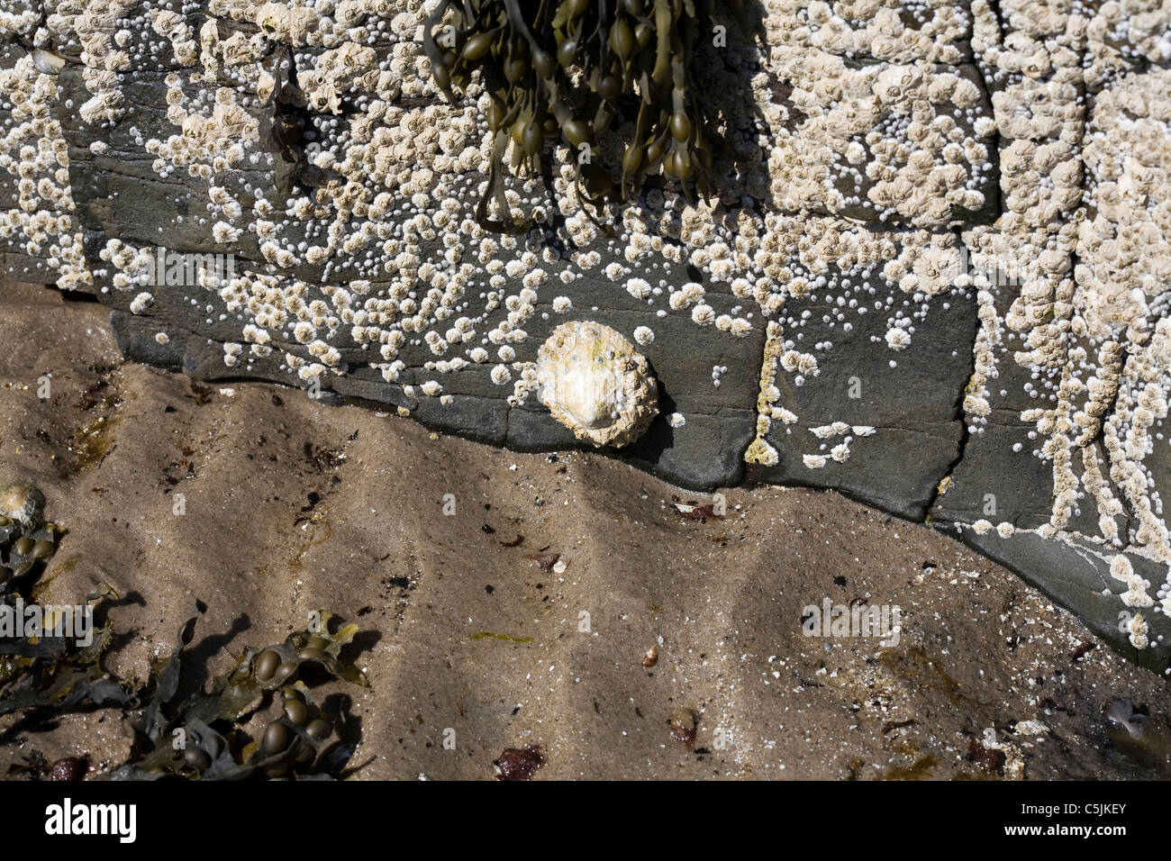 Common Limpets and Acorn Barnacles Rubha Ardnish Beach Breakish Broadford Isle of Skye Scotland Stock Photo